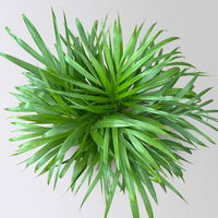 Goldfruchtpalme, Topf-Ø 19 cm, Höhe ca. 80 cm