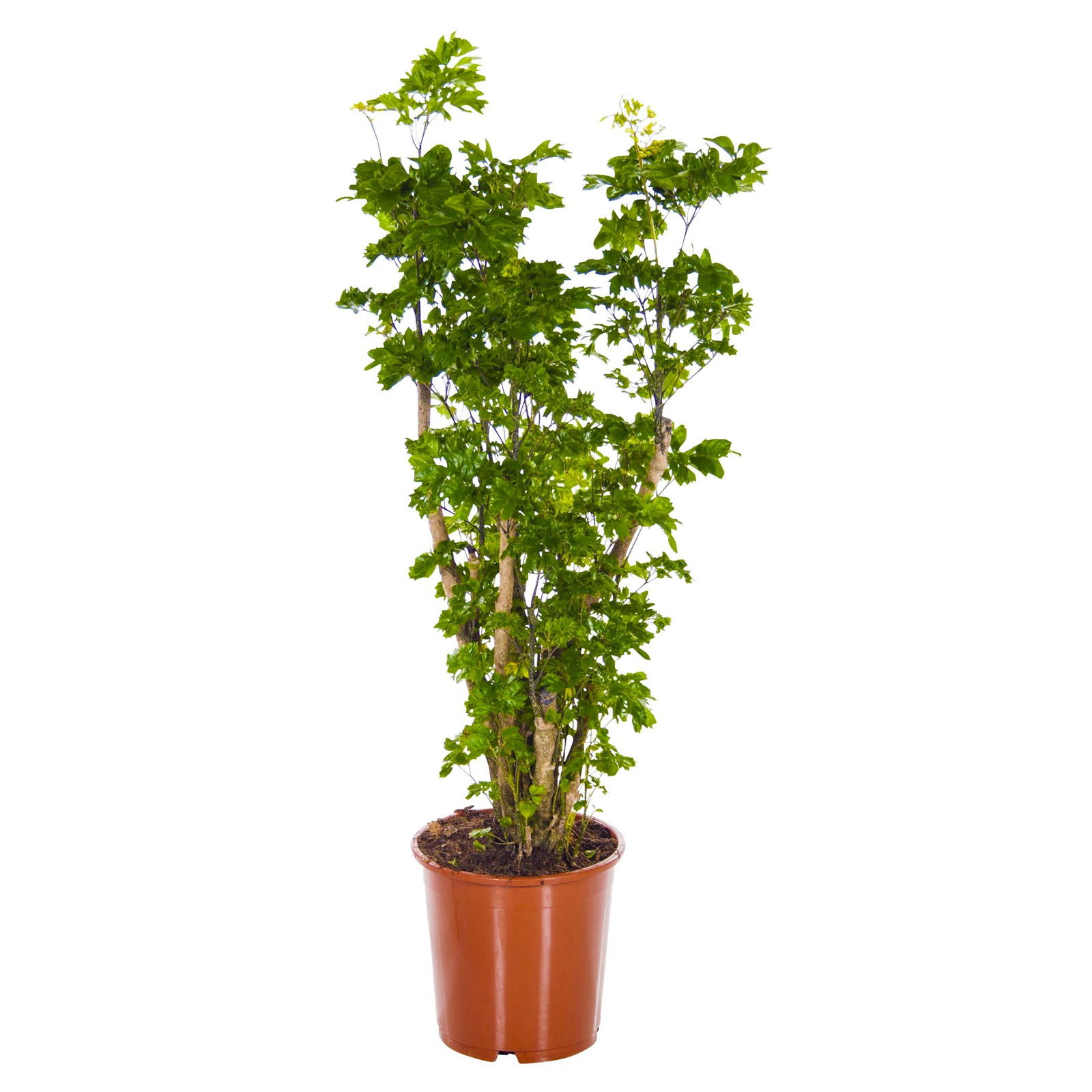 Polyscias 'Roble', Topf-Ø 24 cm, Höhe ca. 70 - 100 cm