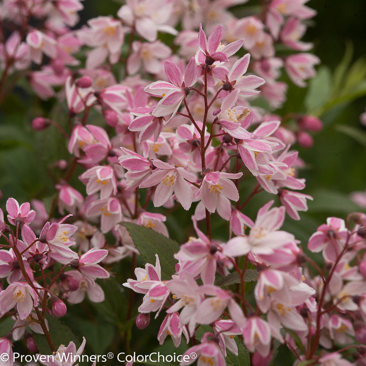 Rosa-Sternenstrauch, Deutzia 'Yuki Cherry Blossom'®, 5er-Set, Topf 3 Liter