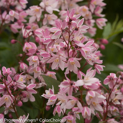 Rosa-Sternenstrauch, Deutzia 'Yuki Cherry Blossom'®, 5er-Set, Topf 3 Liter Rosa-Sternenstrauch, Deutzia 'Yuki Cherry Blossom'®, 5er-Set, Topf 3 Liter