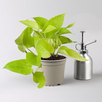 Grünpflanzenkreation 'Hängendes Grün', Topf-Ø 12cm + Übertopf Dallas, 4 Pflanzen