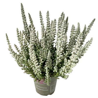 Knospenheide 'Fluffy®', silberlaubig, Topf-Ø 6,5 cm, 12 Pflanzen Knospenheide 'Fluffy®', silberlaubig, Topf-Ø 6,5 cm, 12 Pflanzen