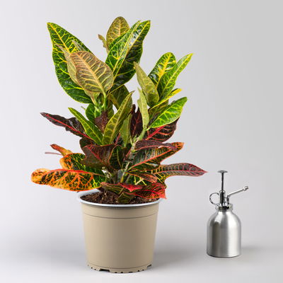 Wunderstrauch 'Excellent', inkl. Keramiktopf Dallas weiß, Topf -Ø 17 cm Wunderstrauch 'Excellent', inkl. Keramiktopf Dallas weiß, Topf -Ø 17 cm