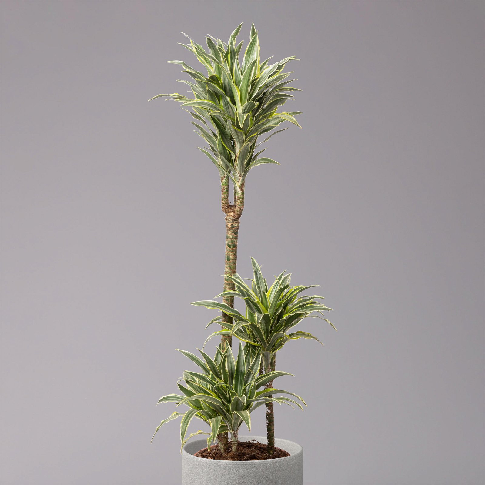 Duftender Drachenbaum 'Compacta Surprise', Topf-Ø 21 cm, Höhe ca. 100 cm