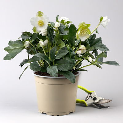 Christrose weiß, Topf-Ø 19 cm Christrose weiß, Topf-Ø 19 cm