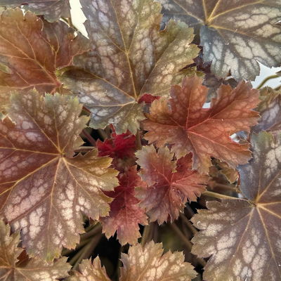 Bio Purpurglöckchen Baby Bells 'Cinnamon Glaze', Topf-Ø 12 cm, 3 Pflanzen Bio Purpurglöckchen Baby Bells 'Cinnamon Glaze', Topf-Ø 12 cm, 3 Pflanzen