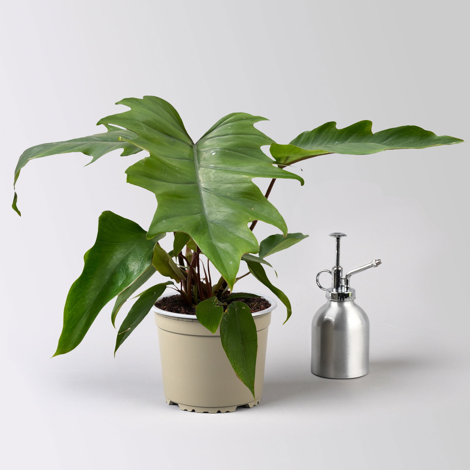 Philodendron mayoi, Topf-Ø 15 cm, Höhe ca. 35 cm