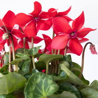 Alpenveilchen 'Exclusive® Djix', rot, Topf-Ø 10,5 cm, 6 Pflanzen