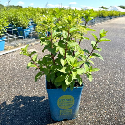 Zwerg-Rispenhortensie 'Bobo'® (ILVOBOⓈ) 30/40 cm, im 5 l Topf Zwerg-Rispenhortensie 'Bobo'® (ILVOBOⓈ) 30/40 cm, im 5 l Topf