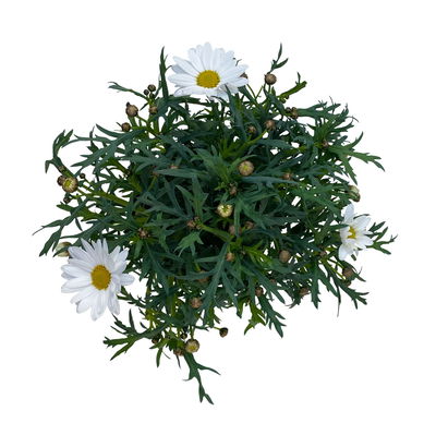 Margerite, weiß, Topf-Ø 12 cm, 6 Pflanzen