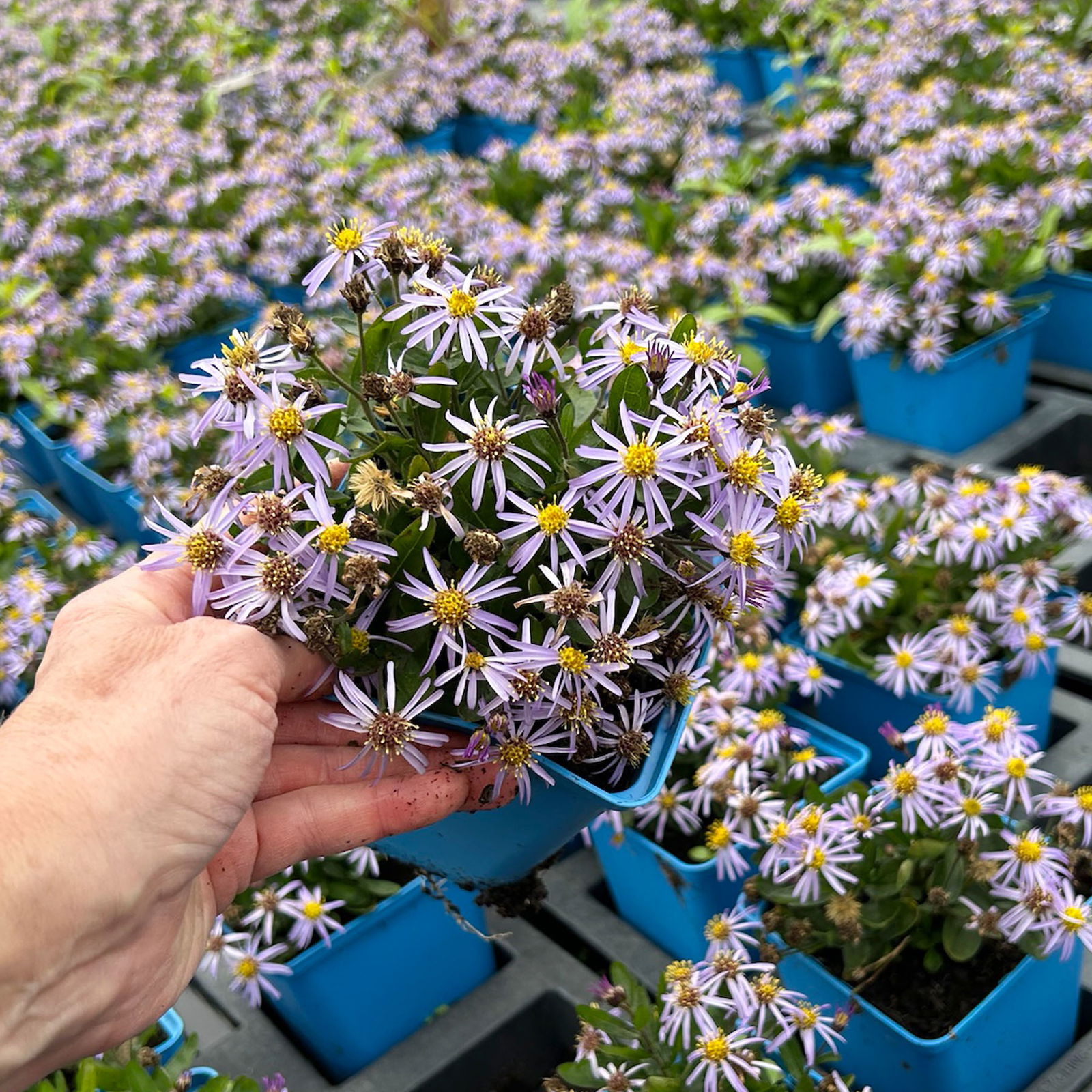 Bio Zwerg-Wildaster 'Nanus', violettblau, Topf 11x11 cm, 3 Pflanzen Bio Zwerg-Wildaster 'Nanus', violettblau, Topf 11x11 cm, 3 Pflanzen