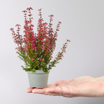 Glockenheide Mini 'Beauty Queens®', Farben zufällig, Topf-Ø 6 cm, 12 Pflanzen Glockenheide Mini 'Beauty Queens®', Farben zufällig, Topf-Ø 6 cm, 12 Pflanzen
