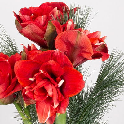 Schnittblumen-Mix aus 3 rot gefüllten Amaryllis & 3 Seidenkiefer Schnittblumen-Mix aus 3 rot gefüllten Amaryllis & 3 Seidenkiefer