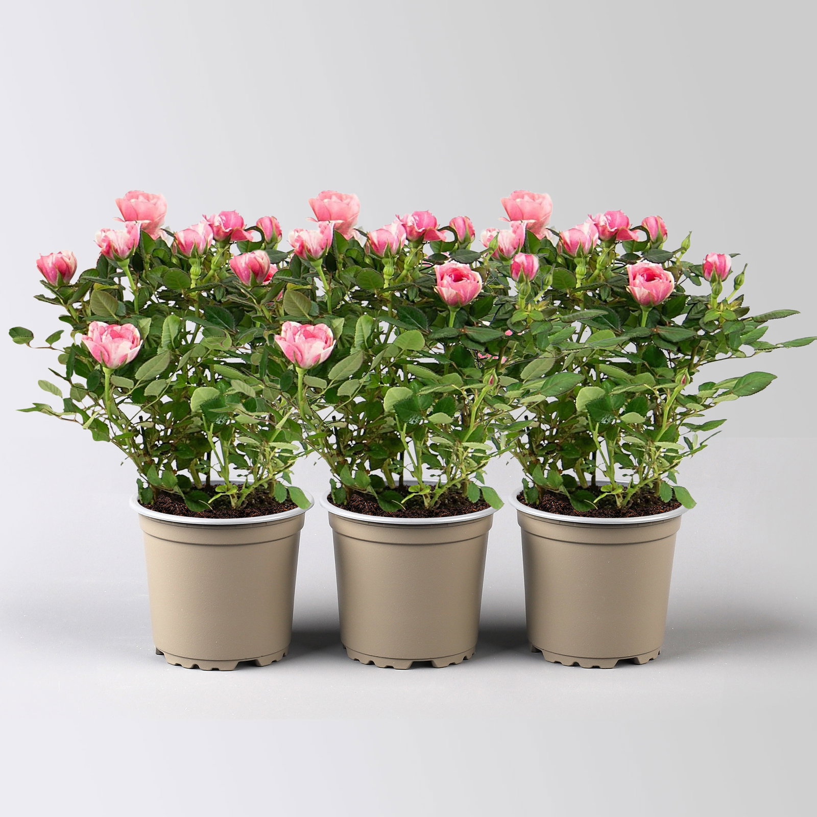 Rose 'Vieve', rosa-weiß, Topf-Ø 10,5 cm, 3 Pflanzen Rose 'Vieve', rosa-weiß, Topf-Ø 10,5 cm, 3 Pflanzen