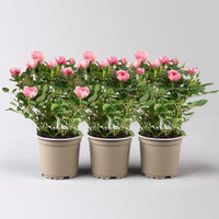 Rose 'Vieve', rosa-weiß, Topf-Ø 10,5 cm, 3 Pflanzen Rose 'Vieve', rosa-weiß, Topf-Ø 10,5 cm, 3 Pflanzen