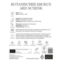 Botanische Krokusse 'Ard Schenk', weiß, Größe 5/7, 25 Blumenzwiebeln