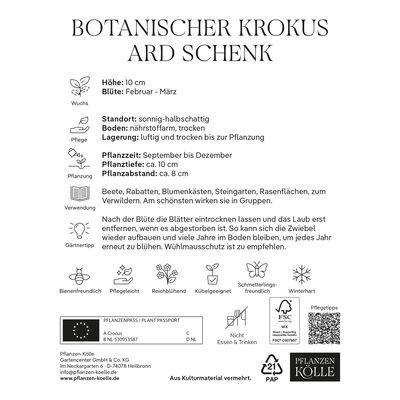 Botanische Krokusse 'Ard Schenk', weiß, Größe 5/7, 25 Blumenzwiebeln