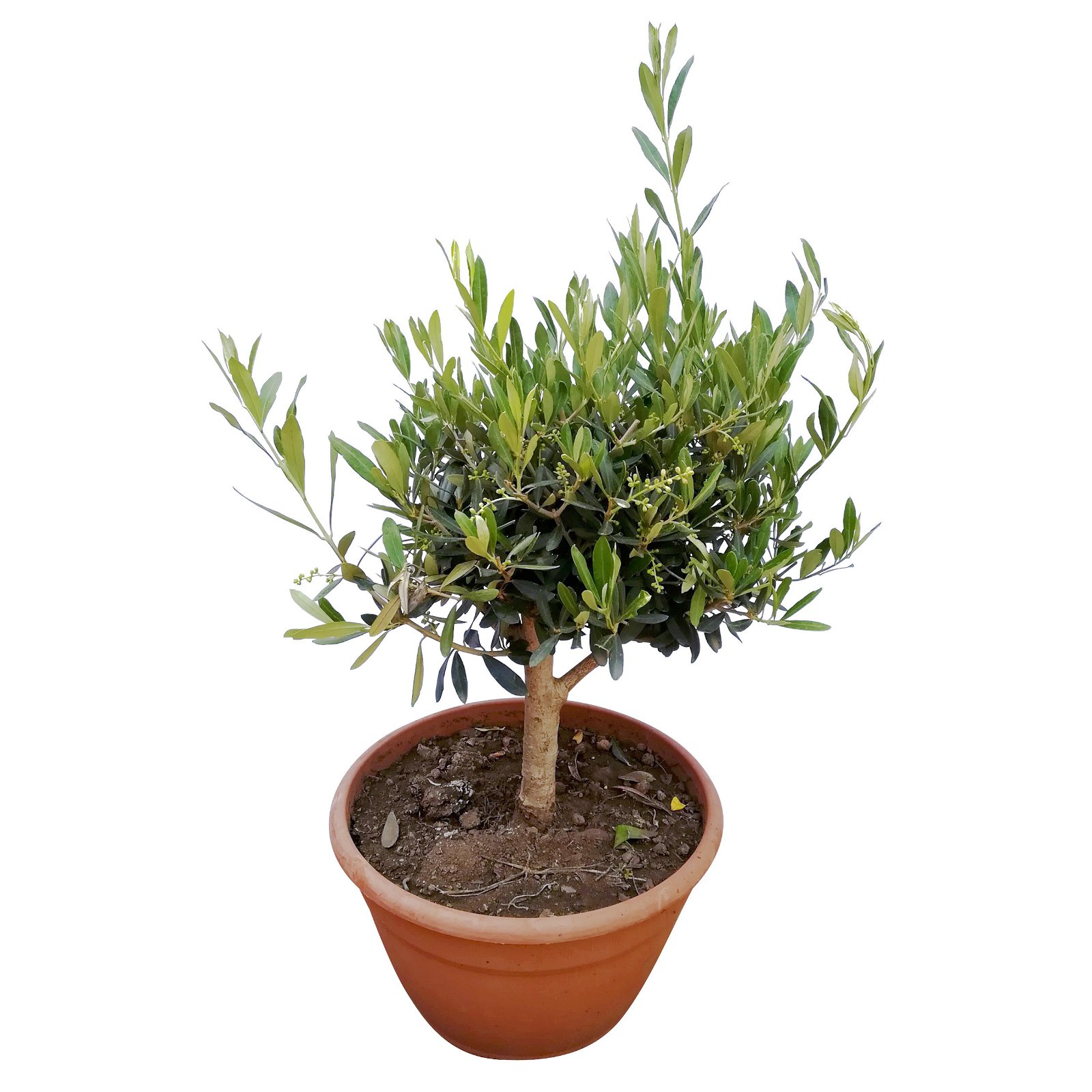 Olivenbaum 'Bonsai', Topf-Ø 25 cm, Höhe ca. 55 cm