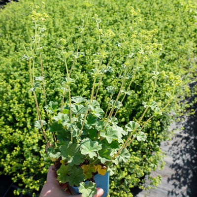 Bio Zwerg-Frauenmantel, grün-gelb, Topf 9x9 cm, 3 Pflanzen