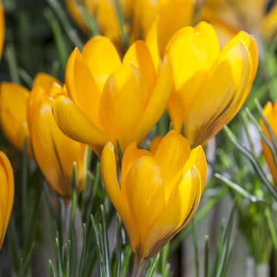 Krokus gelb, vorgetrieben, Topf-Ø 10,5 cm, 6 Pflanzen