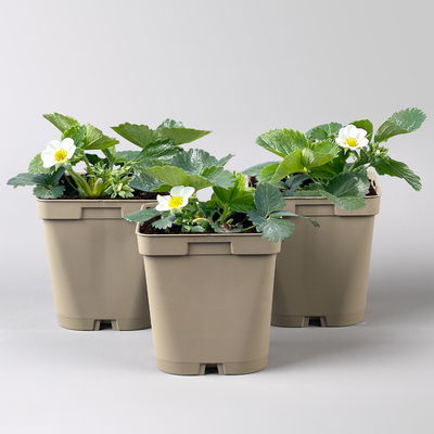 Bio Erdbeere Hummi® 'Kletter-Toni', Topf 11x 11 cm, 3 Pflanzen Bio Erdbeere Hummi® 'Kletter-Toni', Topf 11x 11 cm, 3 Pflanzen