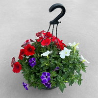 Petunien 'Trio', rot-weiß-blau, hängend, Ampeltopf-Ø 27 cm