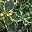 Buntlaubige Stechpalmen - Ilex, 2er-Set, Höhe 30-40 cm, Topf je 5 Liter