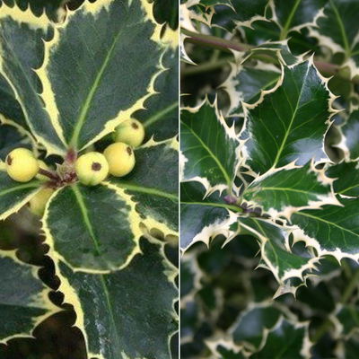 Buntlaubige Stechpalmen - Ilex, 2er-Set, Höhe 30-40 cm, Topf je 5 Liter Buntlaubige Stechpalmen - Ilex, 2er-Set, Höhe 30-40 cm, Topf je 5 Liter