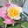 Duftende Edelrose 'Capri'®, orange-aprikot, Topf 5 Liter