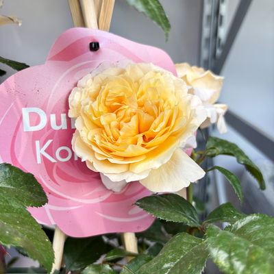 Duftende Edelrose 'Capri'®, orange-aprikot, Topf 5 Liter, 4 Pflanzen