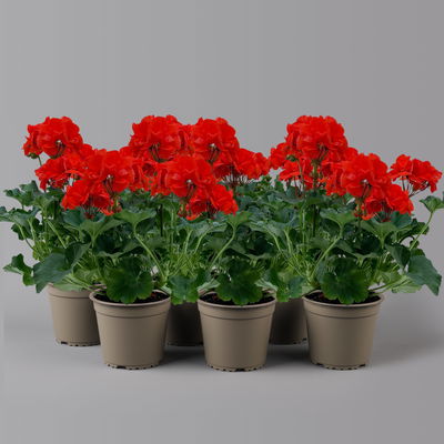 Geranie orangerot, Topf-Ø 13cm, 6 Stück Geranie orangerot, Topf-Ø 13cm, 6 Stück