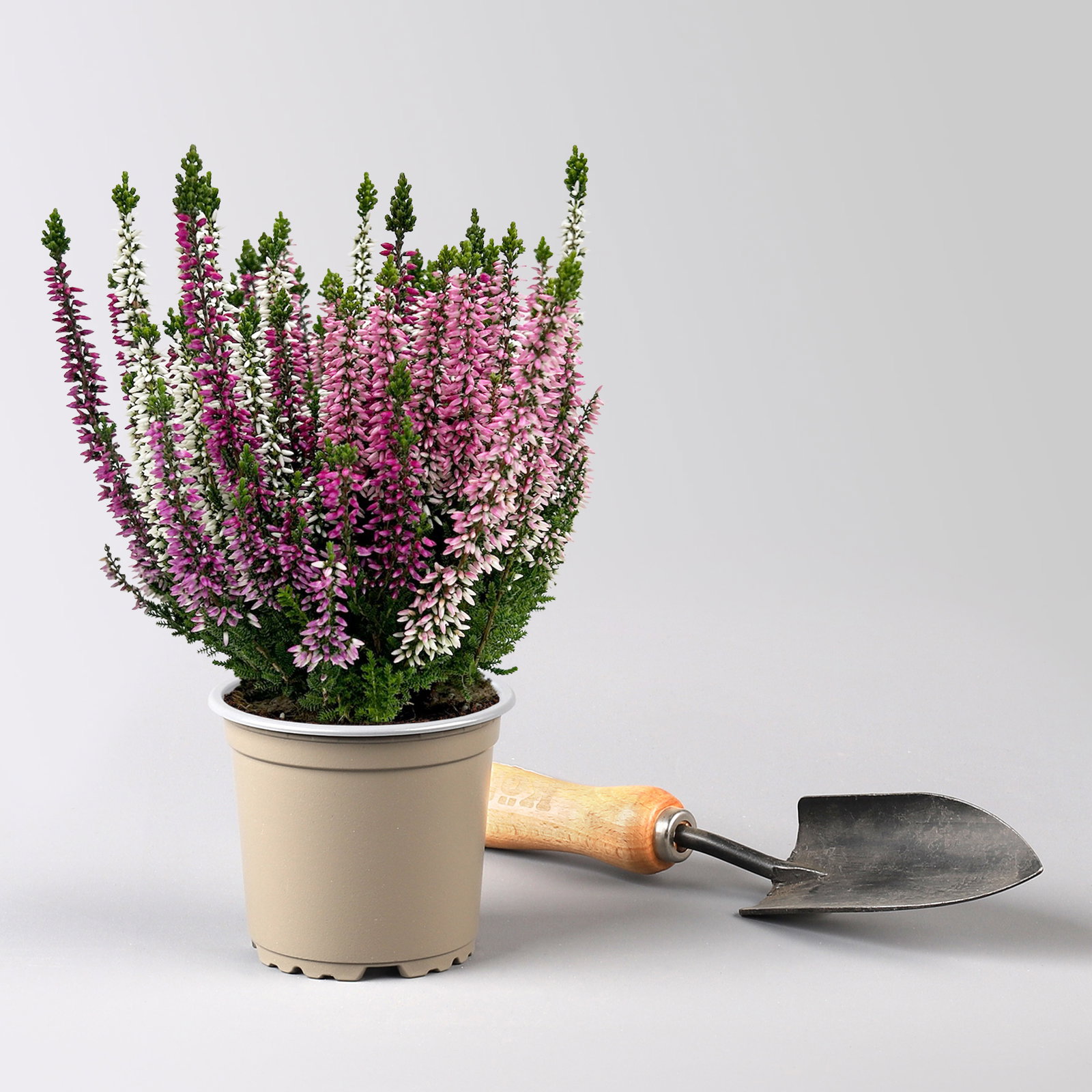 Calluna 'Beauty Ladies® Harmony' Trio, lila-rosa-weiß, Topf-Ø 11 cm, 6 Pflanzen Calluna 'Beauty Ladies® Harmony' Trio, lila-rosa-weiß, Topf-Ø 11 cm, 6 Pflanzen