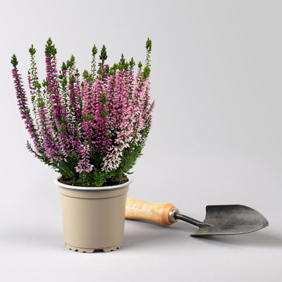 Calluna 'Beauty Ladies® Harmony' Trio, lila-rosa-weiß, Topf-Ø 11 cm, 6 Pflanzen Calluna 'Beauty Ladies® Harmony' Trio, lila-rosa-weiß, Topf-Ø 11 cm, 6 Pflanzen