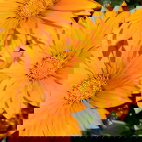 Pflanzenkreation 'Sonnenkünstler', 12 Pflanzen inkl. Erde und Dünger