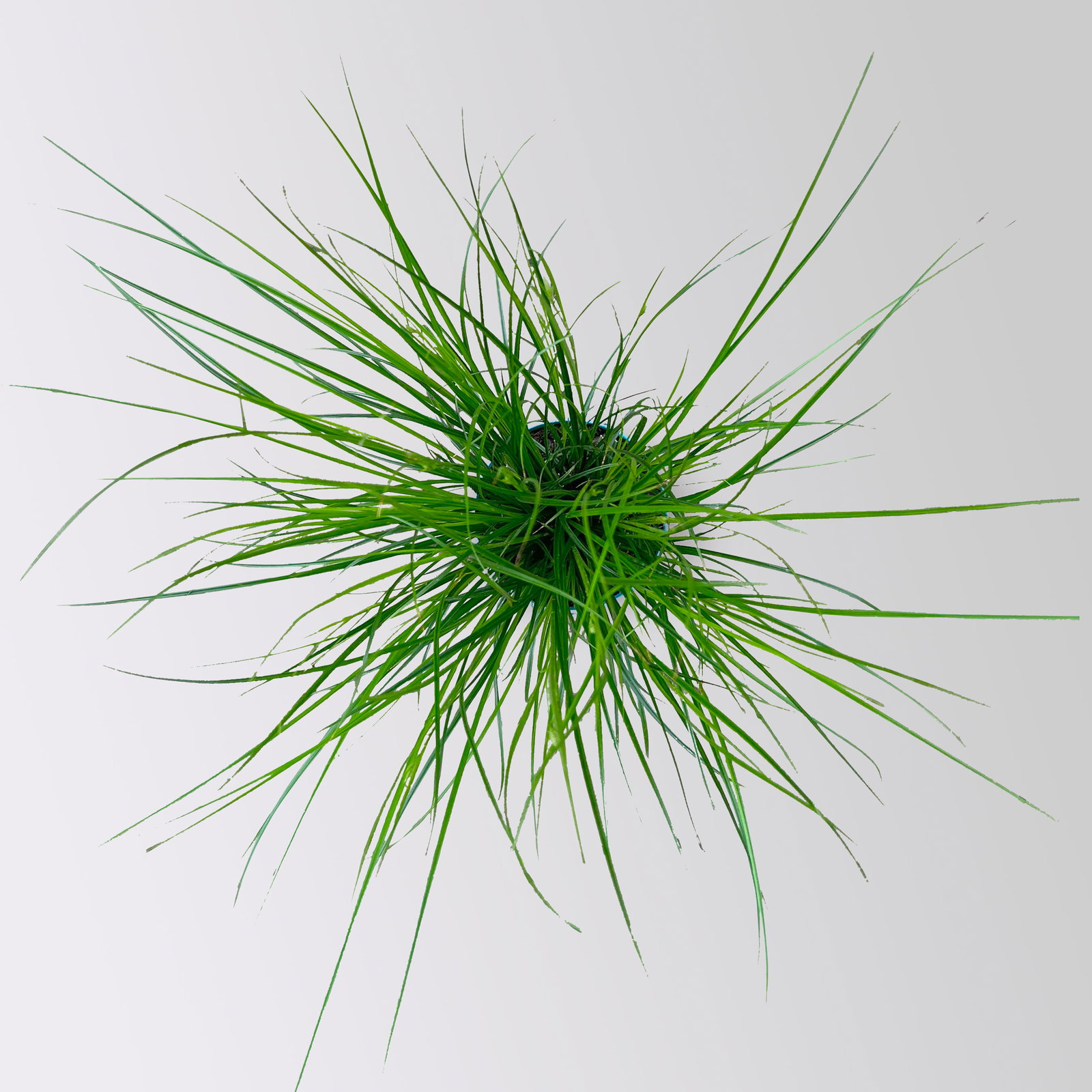 Bio Segge, dunkelgrün, Topf-Ø 12 cm, 3 Pflanzen