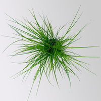 Bio Segge, dunkelgrün, Topf-Ø 12 cm, 3 Pflanzen