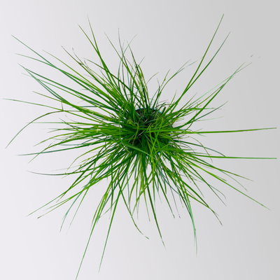 Bio Segge, dunkelgrün, Topf-Ø 12 cm, 3 Pflanzen