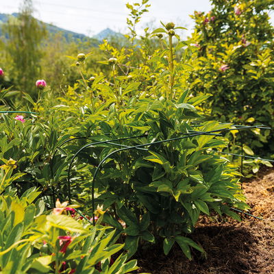 Bellissa Hortensienstütze 'ANNABELLE', 2er-Set, grün, H60 x L65 x L57 cm Bellissa Hortensienstütze 'ANNABELLE', 2er-Set, grün, H60 x L65 x L57 cm