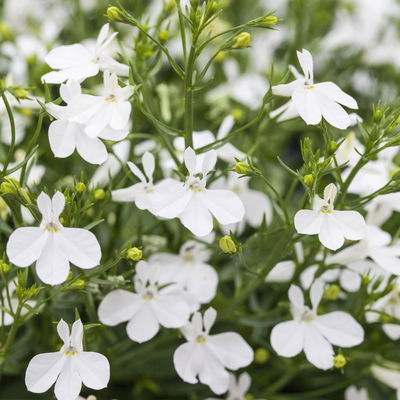 gemischte Sommerblumen-Ampel, weiß, Ampeltopf-Ø 27 cm