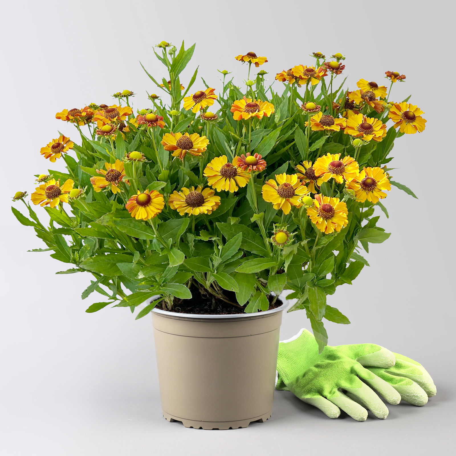 Sonnenbraut 'Helias Orange' orange, Höhe 80 cm, Topf 3 Liter