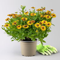 Sonnenbraut 'Helias Orange' orange, Höhe 80 cm, Topf 3 Liter