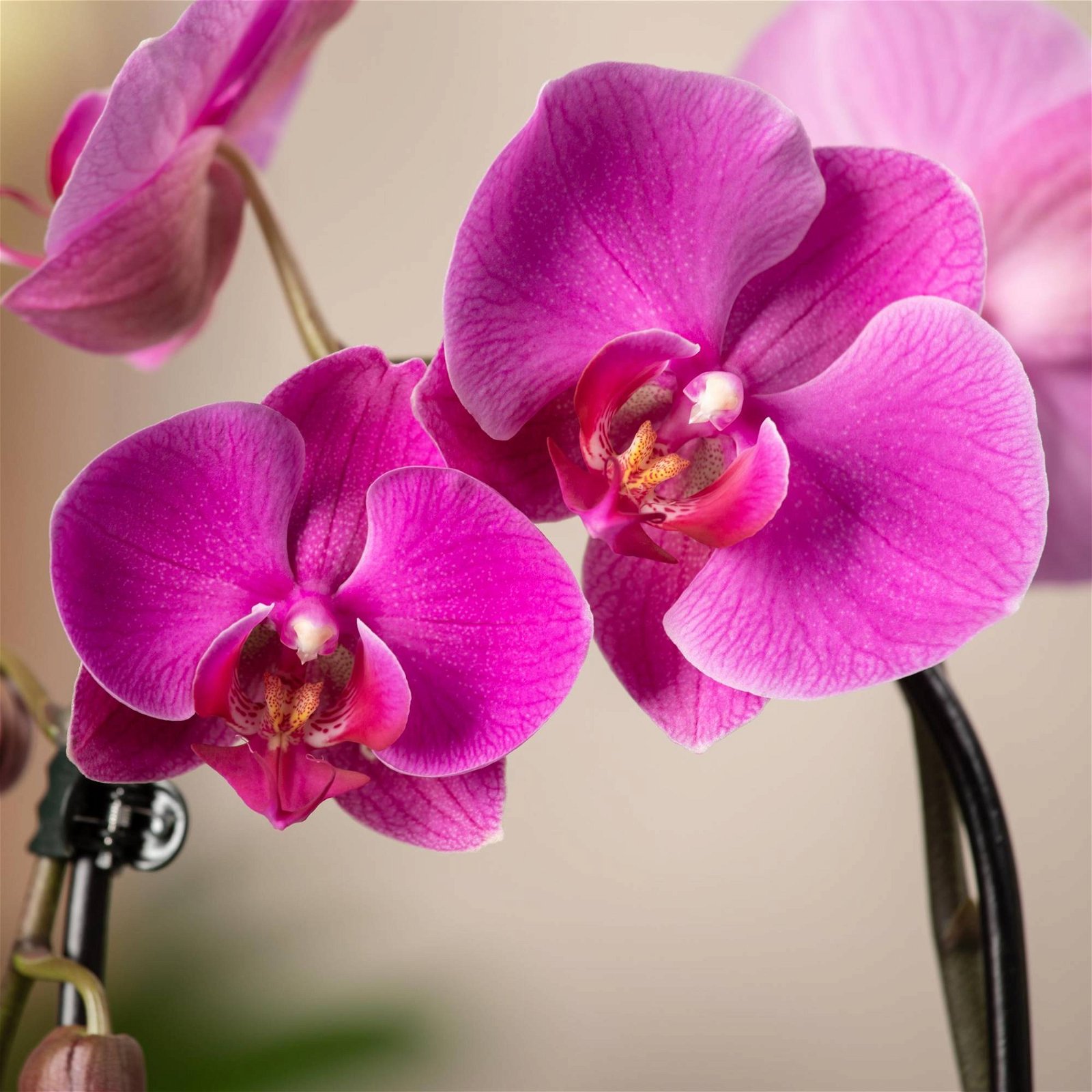 orchidee-bluehende-ziemmerpflanzen
