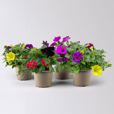 Eisenkraut/Petunien Duo, Mix zufällig, Topf-Ø 14 cm, 4er-Set