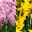 Hyazinthe und Narzisse, 6er Set, rosa und gelb, Topf 12 cm Ø