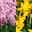 Hyazinthe und Narzisse, 6er Set, rosa und gelb, Topf 12 cm Ø Hyazinthe und Narzisse, 6er Set, rosa und gelb, Topf 12 cm Ø