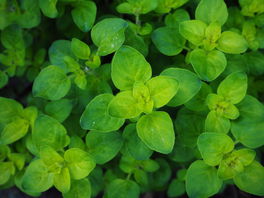 Oregano Oregano