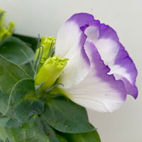 Lisianthus, weiß, Topf-Ø 10,5 cm, 8 Pflanzen