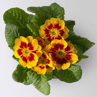 Primel 'Tagetes', gelb-orange-rot, Farben zufällig, Topf-Ø 11 cm, 8 Pflanzen