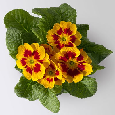 Primel 'Tagetes', gelb-orange-rot, Farben zufällig, Topf-Ø 11 cm, 8 Pflanzen