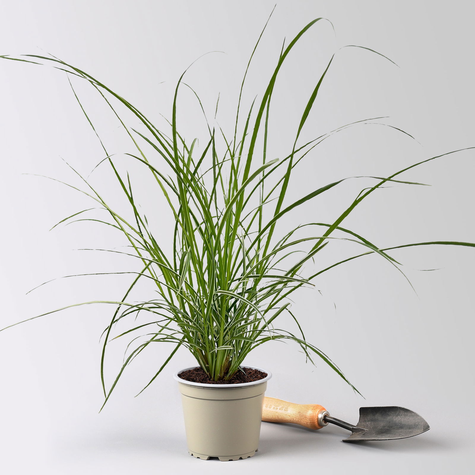 Buntes Lampenputzergras 'Sky Rocket', grün-weiß, Topf-Ø 12 cm, 3 Pflanzen